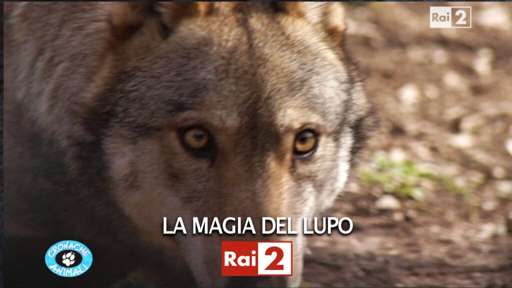 La magia del lupo