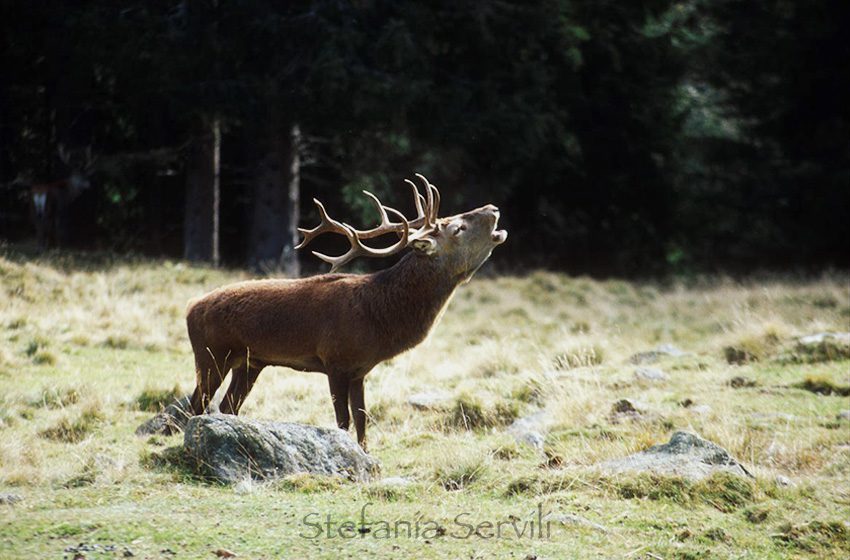 cervo bramito