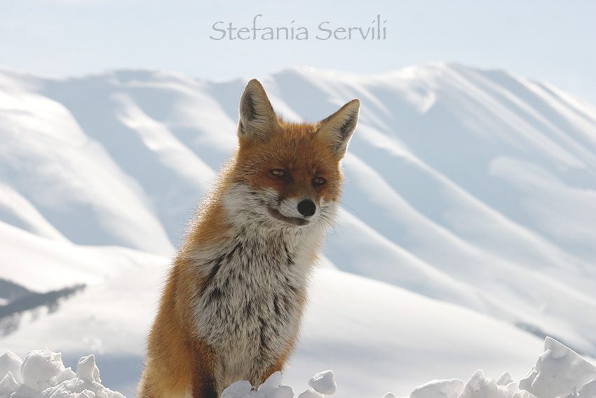 volpe con neve nei sibillini